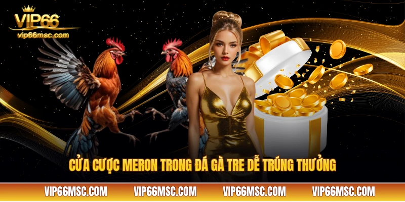 Cửa cược Meron trong đá gà tre dễ trúng thưởng