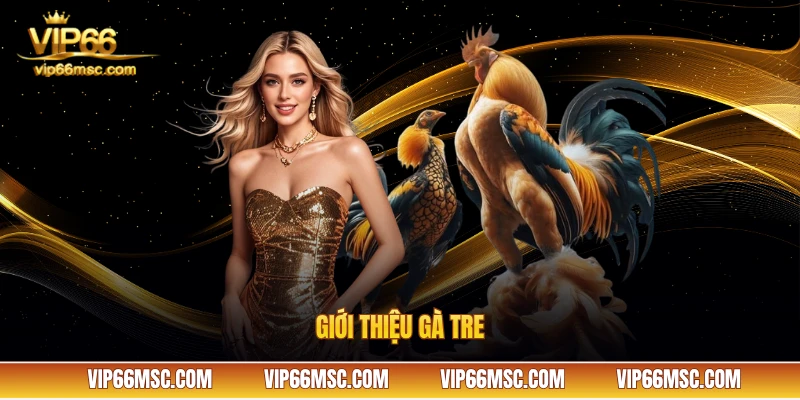 Giới thiệu gà tre VIP66